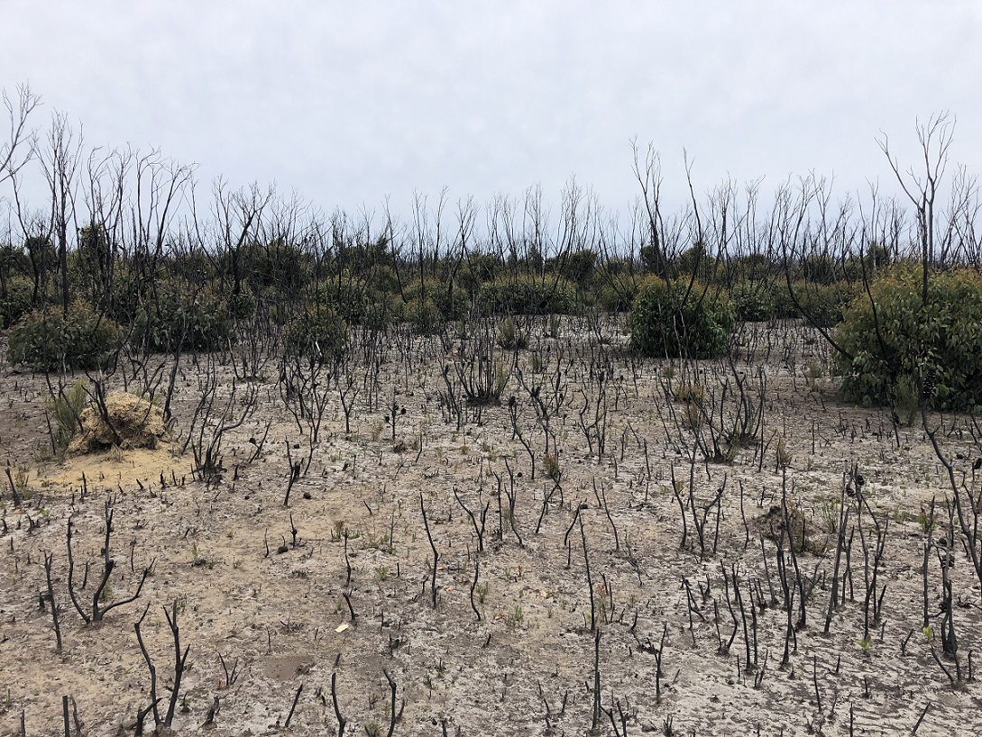 A landscape with black burnt shrub branches sticking up in stark contrast to the sandy soil. Some of the shrubs are showing evidence of regeneration with leaves sprouting from the base